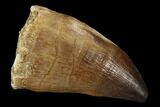 Mosasaur (Prognathodon) Tooth - Morocco #118908-1